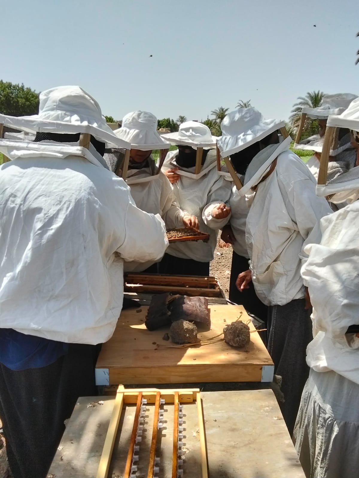 فتيات النحل