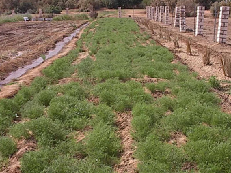 نموذج أولي معياري لتحويل النفايات الصلبة المحلية إلى إيثانول لاستبدال الرصاص في البنزين (EG-PP-15)